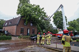 84 bomen langs de N240 per direct gekapt vanwege schade storm Poly