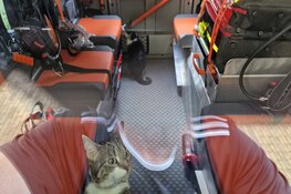 Twee katten gered bij brand in Assendelft