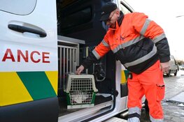 Reddingsoperatie: kat vast onder motorkap van auto