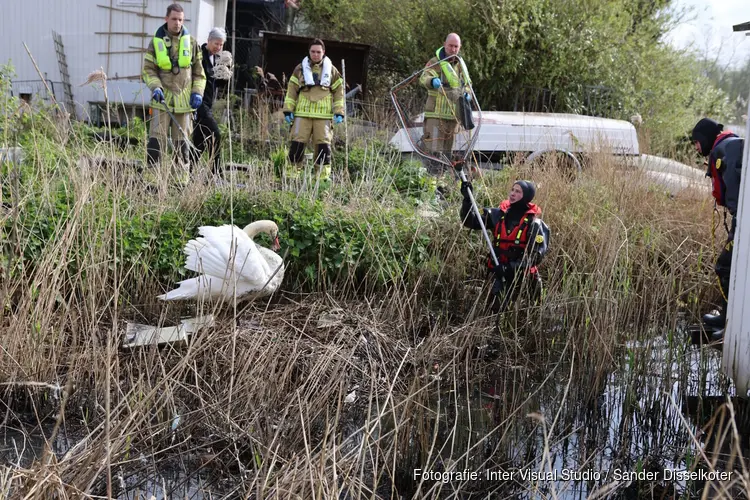 Broedende zwanen zitten onder olie in Zaandam