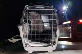 Brand slaat over naar woning, kat gered