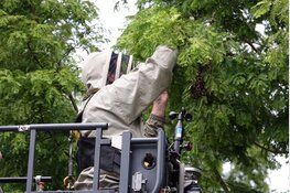 Bijennest weggehaald door brandweer in Assendelft