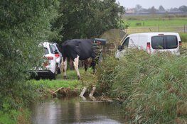 Vrouw aangevallen door stier in Wijdewormer