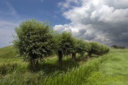 Historische liniedijken Stelling van Amsterdam krijgen nieuwe glans