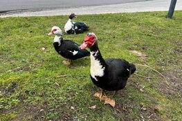 Muskuseenden uit Saendelft verhuizen naar dierenopvang