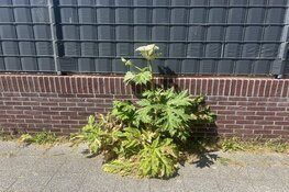 De Japanse Duizendknoop en de Reuzenberenklauw te lijf