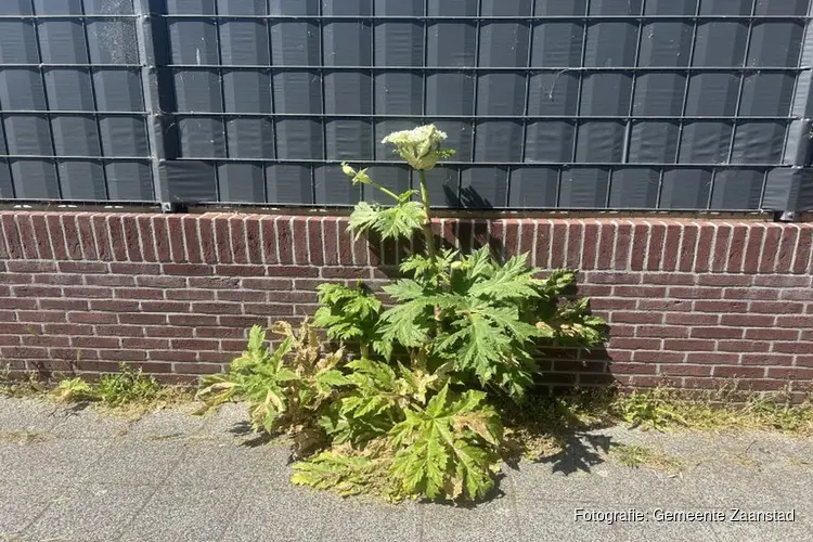 De Japanse Duizendknoop en de Reuzenberenklauw te lijf