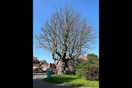 Noodkap zieke en verzwakte bomen