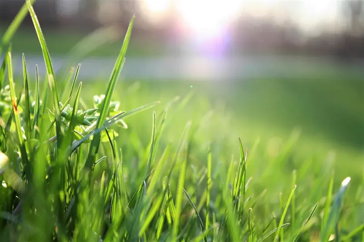 Zo krijg je snel een groen gazon in Zaanstad