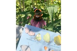 Tuinvlindertelling komt er weer aan