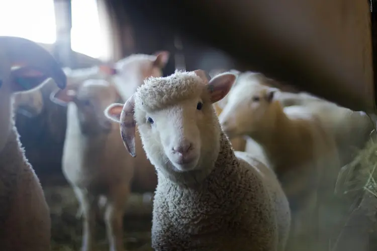 Van wintervacht tot zomerpak: het jaarlijkse scheerfestijn in de Zaanstreek