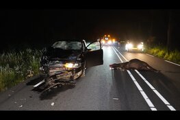Auto total loss na botsing met ontsnapte koeien