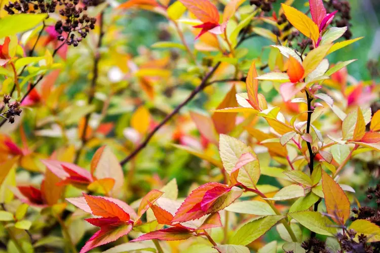 Je tuin winterklaar maken: bollen planten voor bloemen in het voorjaar