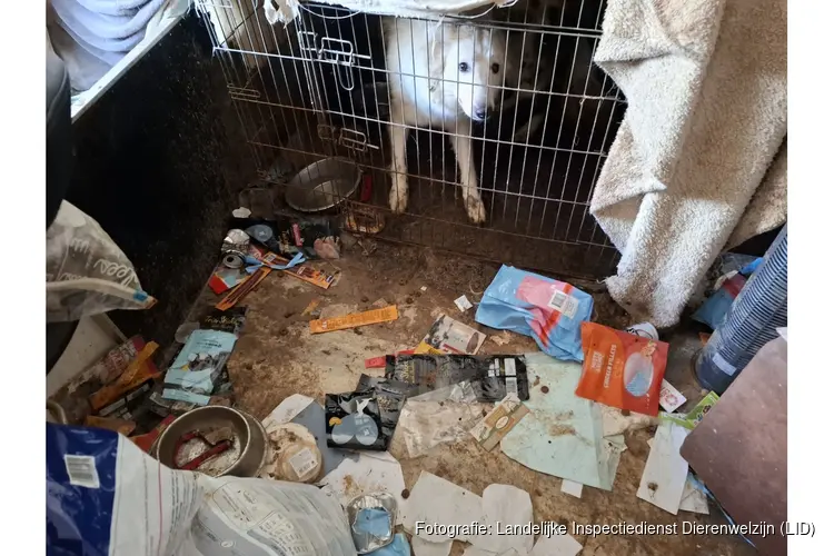 Zwitserse herder zit permanent in zeer ernstig vervuilde kooi in een net zo smerig appartement