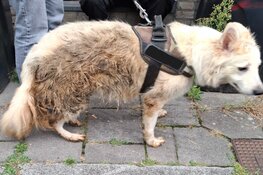 Zwitserse herder zit permanent in zeer ernstig vervuilde kooi in een net zo smerig appartement