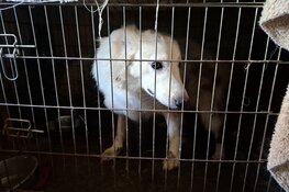 Zwitserse herder zit permanent in zeer ernstig vervuilde kooi in een net zo smerig appartement