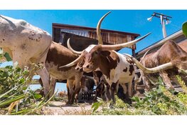 Ontdek Noord-Amerika op de USA & Canada Reisbeurs 2025!