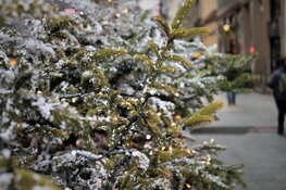 Kerstbomen doen Zaanstad stralen