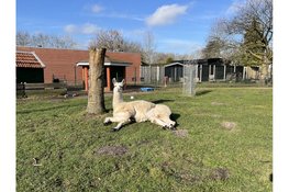 Zondag 17 mei Rommelmarkt Buurtboerderij Rooswijk