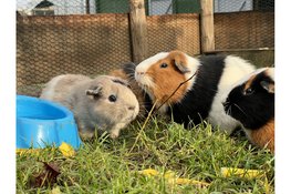 Zondag 17 mei Rommelmarkt Buurtboerderij Rooswijk
