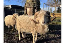 Zondag 17 mei Rommelmarkt Buurtboerderij Rooswijk
