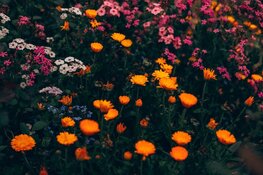 De basis voor een geslaagd tuinproject: slim plannen en materialen kiezen