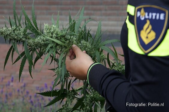 Hennepkwekerij ontdekt in woning Zaandam