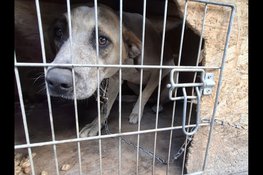 Inspecteurs nemen hond in Zaandam direct in beslag
