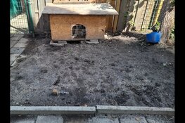 Inspecteurs nemen hond in Zaandam direct in beslag