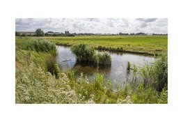 3 miljoen euro extra voor natuurherstel Polder Westzaan