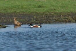 Meer plas-dras voor Weidevogels