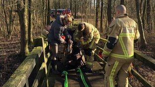 Paard zakt door brug in het Twiske
