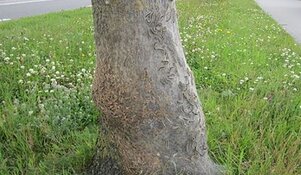 'Brandweer moet worden ingezet tegen eikenprocessierups'