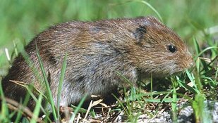 'Beschermde Noordse woelmuis aangetroffen op toekomstig sportterrein Zaandijk'