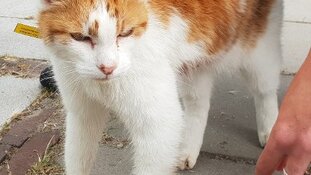 Gewonde kat aangetroffen: getuigen gezocht
