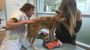 Hondje Skye na maand gewond en vermagerd teruggevonden