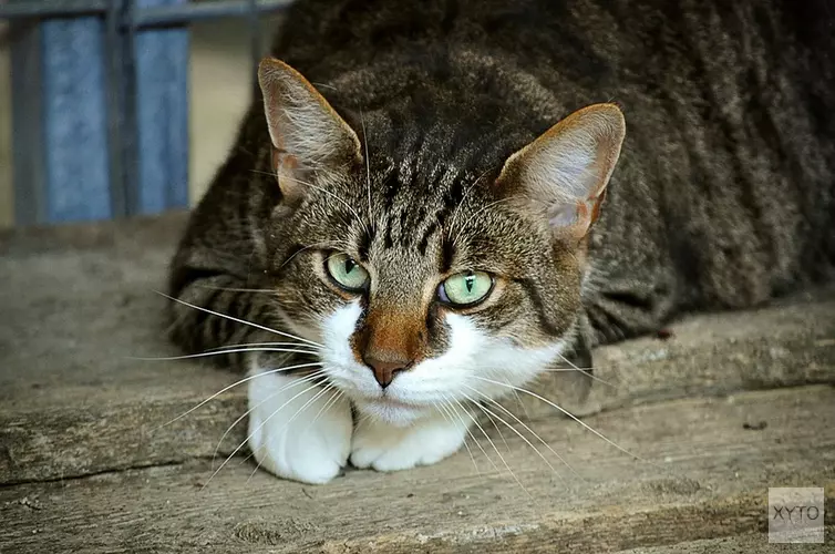 Bejaarde man slaat kat met stok dood